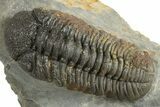 Bumpy Morocops Trilobite - Nice Eye Facets #321014-1